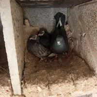 ابلغ سوسگی