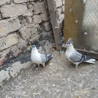 خوشرنگ سبزکاکلی نرماده|پرنده|لنجان, |دیوار