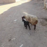 بره ی نر|حیوانات مزرعه|کوهدشت, |دیوار