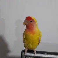 طوطی‌برزیلی|پرنده|بوئین زهرا, |دیوار