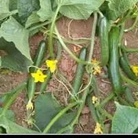 خیارچعب بهترین کفیت