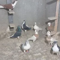 کبوتر رنگی اث