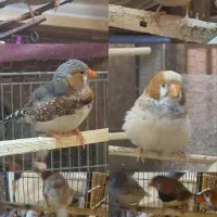 فنچ کینگ (اروپایی)