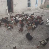 مرغ وخروس جوان|حیوانات مزرعه|ثمرین, |دیوار