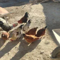 خروس|حیوانات مزرعه|کلیائی, |دیوار