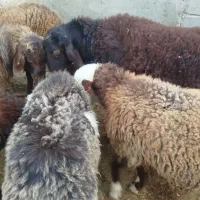 بره نر چاق درجه یک