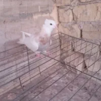 کبوتر|حیوانات|یزد, |دیوار