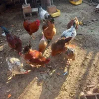 مرغ محلی خروس محلی بوقلمون ماده
