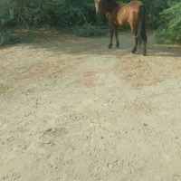 مادین ترک وعرب کورسوی