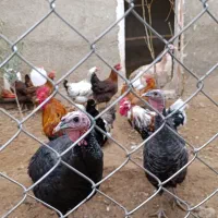 بوقلمون|حیوانات مزرعه|کهریزک, |دیوار