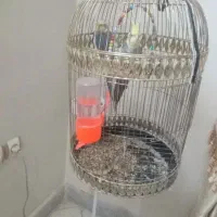 یک جفت عروس هلندی درجه یک
