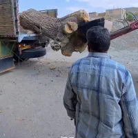 خریده چوبه قلمستان و همه جور چوبی|خدمات باغبانی و درختکاری|فرمهین, |دیوار