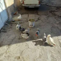 گلین|حیوانات مزرعه|کرمانشاه, |دیوار