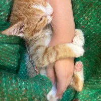 واگذاری گربه