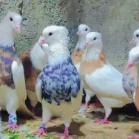 کبوتر طوقی