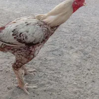 خروس ومرغ