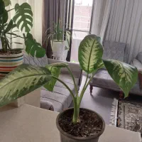 دیفن باخیا