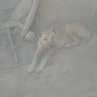 سگ سرابی|سگ|شیرینسو, |دیوار