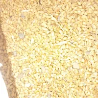 گندم پیشگام