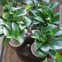 تعدادی گل پتوس کاملا سالم وسرحال|گل و گیاه طبیعی|مشکیندشت, |دیوار