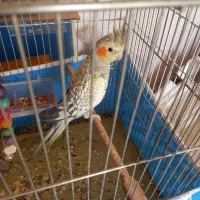 عروس هلندی با وسایل سه میلیون|پرنده|بهبهان, |دیوار