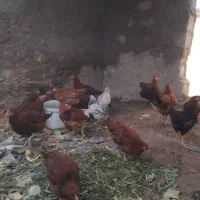 ۲۵عدد مرغ وخروس یکجا دونه۵۰۰ زیر قیمت بازار