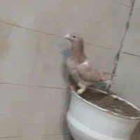 سرور لیمولی بای دادم