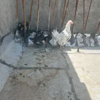 مرغ گلین و جوجه
