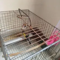 پرنده