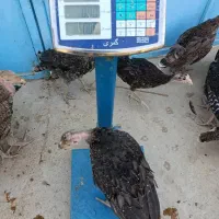 بوقلمون برنز