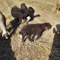 بره شیری شیر مس