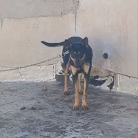 سگ دوبرمن نر