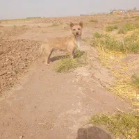 سگ پاپی  واگذار می‌شود