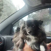 پامرین مشکی