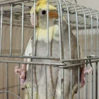 عروس هلندی