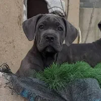 توله کنکورسو ماده کن کورسو رزرو با کیفیت استثنایی|سگ|صفادشت, |دیوار