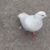 کبوتر  فروشی