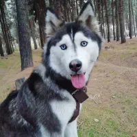 این سگ وابسته به صاحبش وابستگی میگره وتلفن میشه