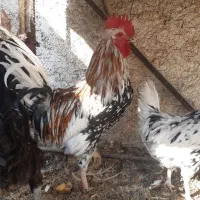 فروش خروس گلین اصل
