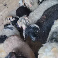بره نر چاق|حیوانات مزرعه|ارسنجان, |دیوار