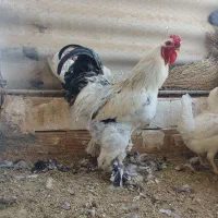 ۳ عدد خـروس بـرهـما