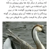 قوغاز|حیوانات مزرعه|شاهرود, |دیوار