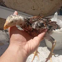 جوجه خروس لاری
