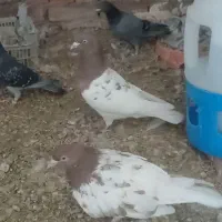 کبوتر|پرنده|ایلخچی, |دیوار