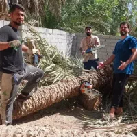 گرده افشانی نخل لقاح نخل حرس هرس نخل بریدن نخل قطع