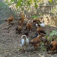 جوجه ۴۰ روزه گلپایگانی درجه یک اصلاح شده. عالی|حیوانات مزرعه|رشت, لاکان|دیوار