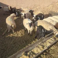 بره بز گوسفند چپش بزغاله میش شیشک گاو گوساله|حیوانات مزرعه|اصفهان, آزادان|دیوار