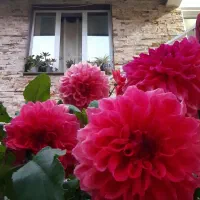 اجاره ویلا شبانه و ماهانه