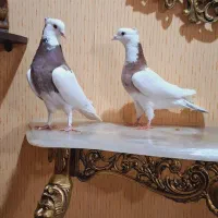 ۴ جفت کبوتر درجه یک
