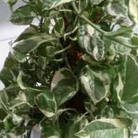 گل پتوس در انواع مختلف